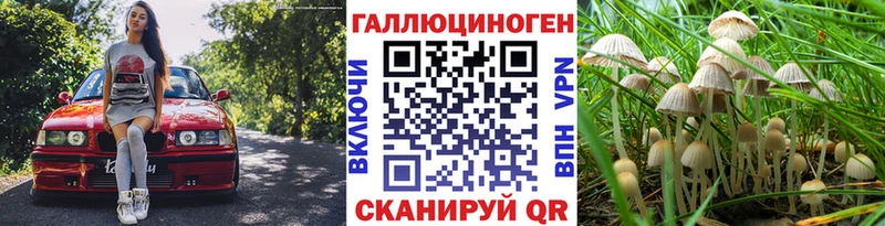 Псилоцибиновые грибы Cubensis  Горно-Алтайск 